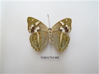 藏品(金鎧蛺蝶)的圖片